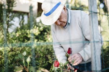 Tips for Winter Rose Planting and Pruning for Beautiful Blooms