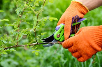 The Rose Transplanting and Pruning Guide: Tips for Successful Rose Care