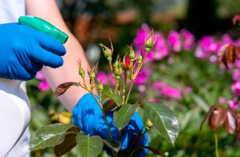 Winter Rose Pruning and Organic Care Tips