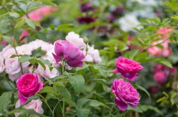 Comprehensive guide to popular rose varieties, both modern and heritage