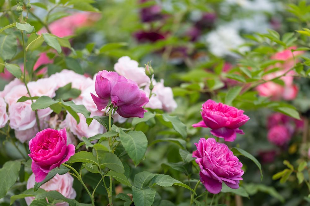 Pink, red and white roses varieties in full bloom