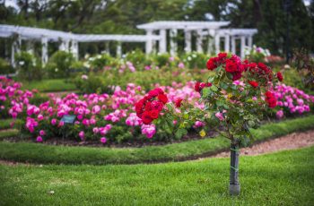 Guidelines for Choosing the Perfect Location for Your Rose Garden