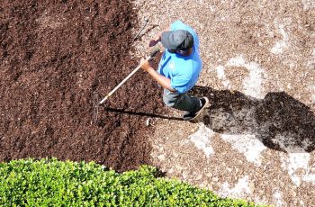 Unveiling the Wonders of Mulching in Your Rose Garden
