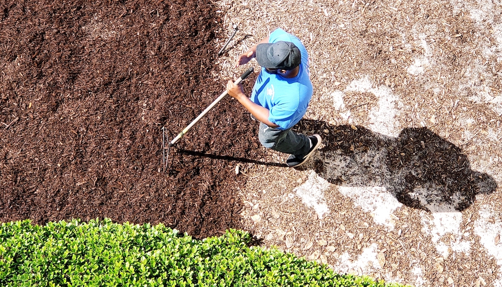 Discover the transformative power of mulch for your rose garden. From soil enhancement and moisture conservation to weed control and aesthetic appeal, delve deep into how mulching can elevate your gardening game. Your roses deserve the best; give them the magic of mulch!